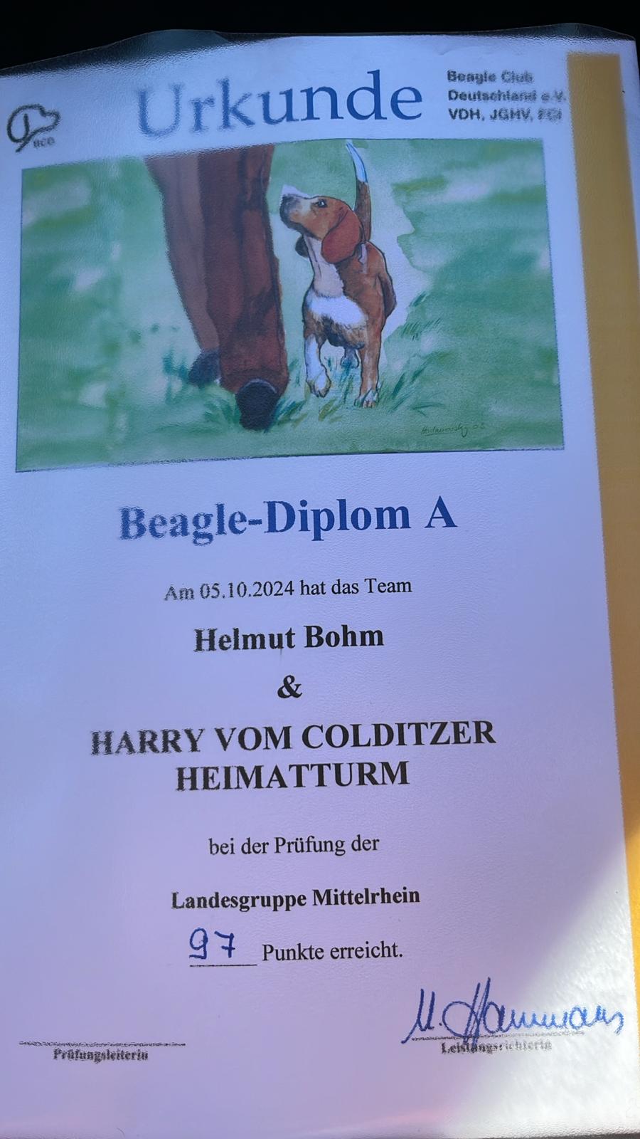 Harry Helmut Beagle Diplom05102024