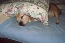 Bruno muß sich von der Aufregung des Tages ausruhen, so wird man 16 Jahre, 3 Monate