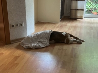 Enzo verschwindet unter der Decke