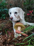Dolly mit Pilz