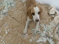 Paula - das ist einfach explodiert...