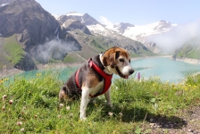 Charly Brown in den Bergen