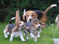 Kaley mit Lillis Welpen