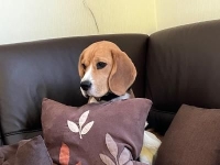 Leo mit seinem Kissen