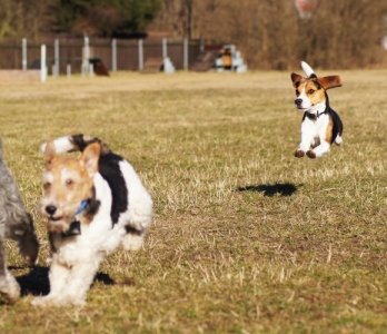 Phiby auf dem Hundeplatz