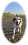 Beagle‑Rudelrunde im Auenwald Leipzig