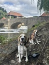 Beagle-Spaziergang in Leipzig