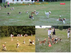 Beaglerennen - Sommerfest Grünberg