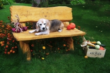 Babette Baronesse vom Spitzgrund auf der Beaglebank