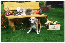 Bruno und Babette  und die Beaglebank 150 x100 240 DBI