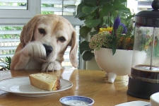 Bruno beim Stibitzen - 2. Platz Fotowettbewerb