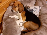 Caro beim Nickerchen