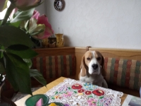 Zapi behält den Überblick