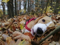 Joni im Herbstlaub
