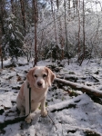 Dolly im verschneiten Wald