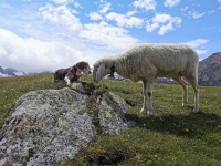 Charly Brown und das Schaf - 1. Platz Fotowettbewerb