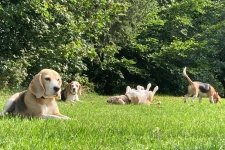 Cherry, Chelsea, Jona und Kaley beim Relaxen auf der Wiese