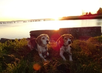 Phiby und Cora - romantischer Sonnenuntergang