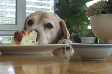 Bruno - Das Objekt der Begierde ist erspäht