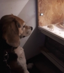 Wachtelfernsehen für Beagle