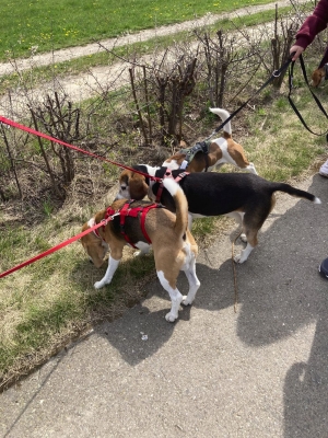 Aprilwanderung Messig2 (2)