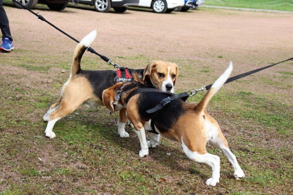 Fotos Stahlkopf (10)