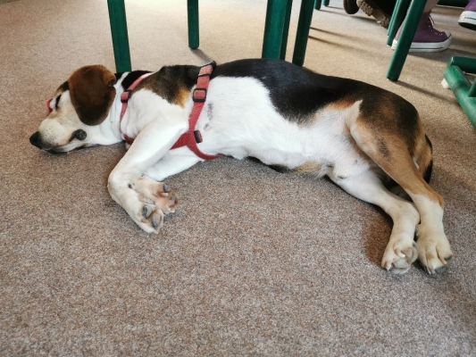 Fotos Stahlkopf (100)