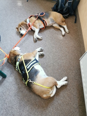 Fotos Stahlkopf (101)