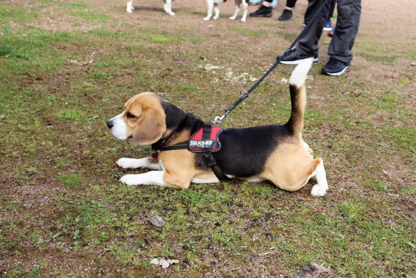 Fotos Stahlkopf (11)