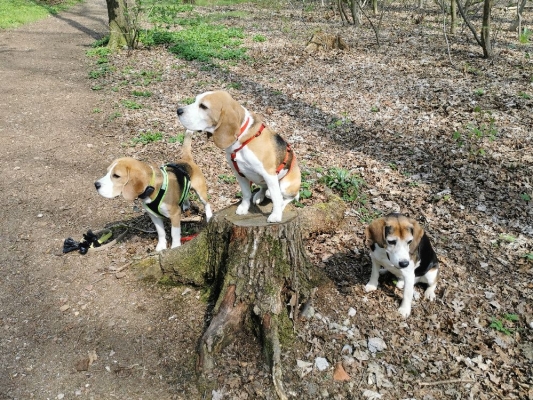 Fotos Stahlkopf (111)