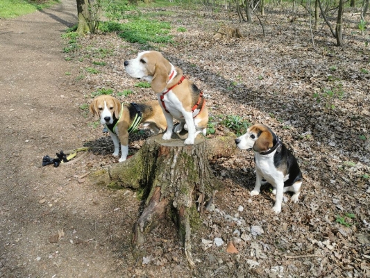 Fotos Stahlkopf (112)