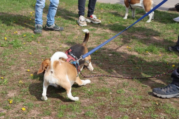 Fotos Stahlkopf (51)