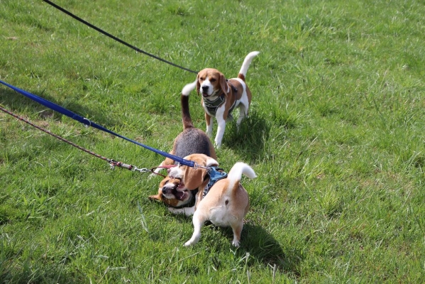 Fotos Stahlkopf (78)