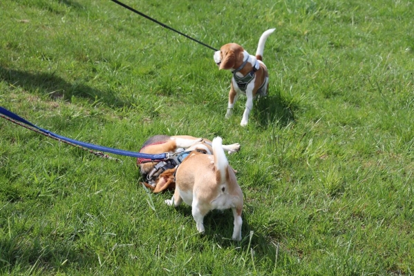 Fotos Stahlkopf (79)