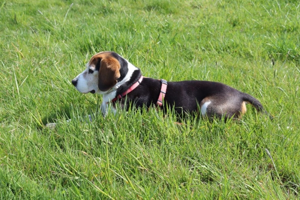 Fotos Stahlkopf (80)