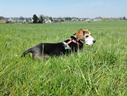 Fotos Stahlkopf (92)