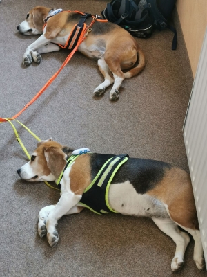 Fotos Stahlkopf (96)