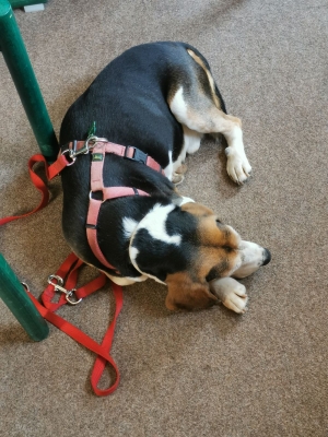 Fotos Stahlkopf (97)