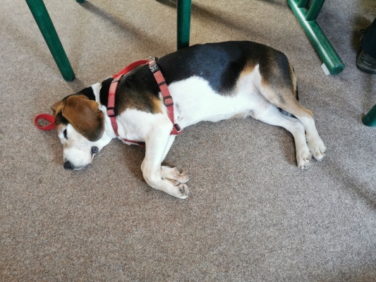 Fotos Stahlkopf (99)