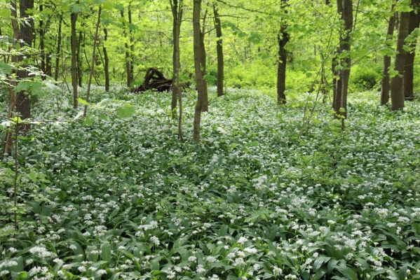 Wanderung Auwald Leipzig 14.04.2024 Fotos von Steffen Stahlkopf (1)