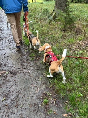 WhatsApp Bild 2024-07-28 um 17.16.53_e3715f32