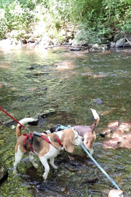 Image 2025-06-15 -26w