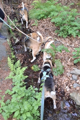 Image 2025-06-15 -4w