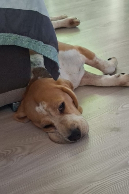 Image 2025-06-15 Kalle