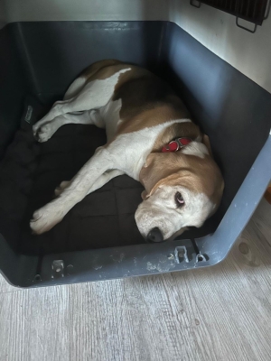 Image 2025-06-15 Louie