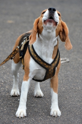 dsc_0044_20160705_1628649071