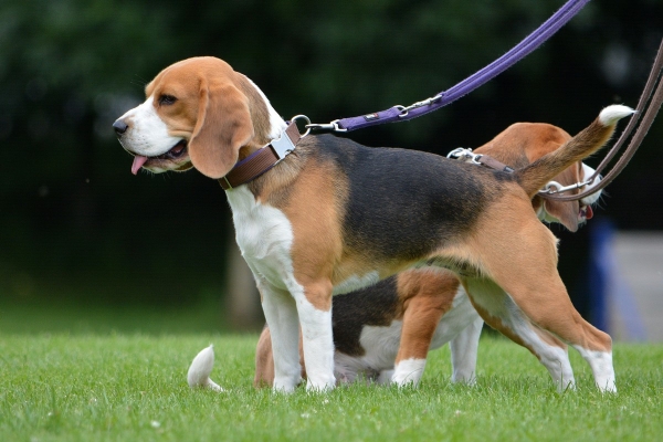 dsc_0077_20160705_1598696072