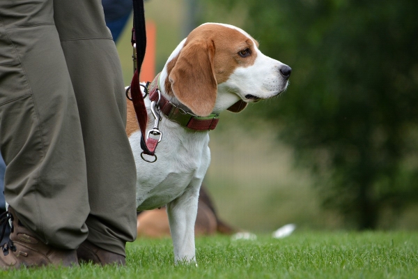 dsc_0107_20160705_1534656272