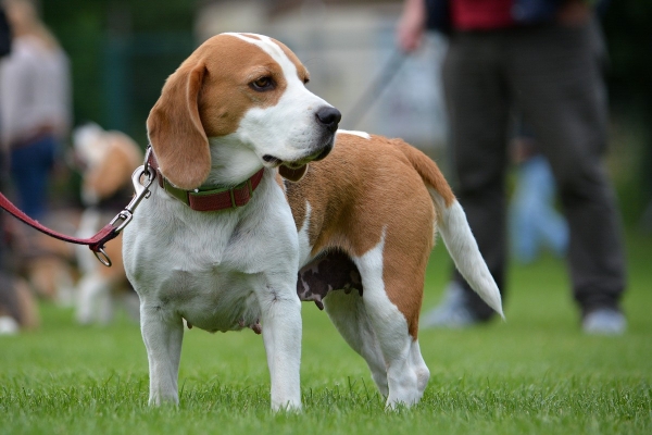 dsc_0116_20160705_2036874661