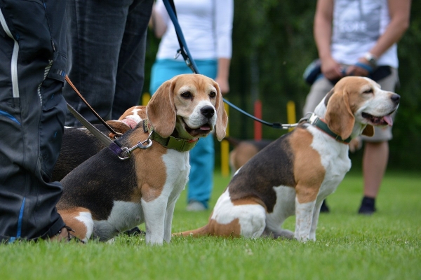 dsc_0117_20160705_1071712927